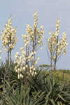 Moundlily yucca